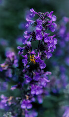 Bee pollinating Lavender