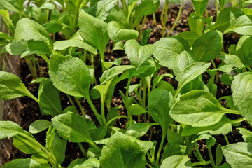 Obraz premium Natural background. Aster seedlings close-up.