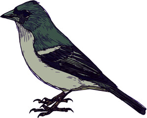 small bird illustration dark cold colors