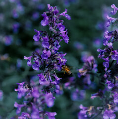 Bee pollinating Lavender