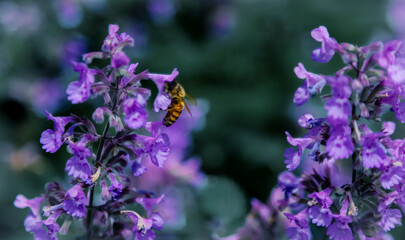 Bee pollinating Lavender