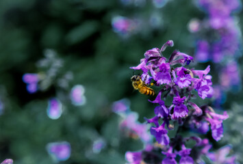 Bee pollinating Lavender