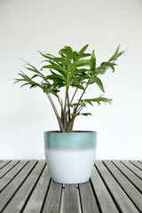 Alocasia brancifolia 