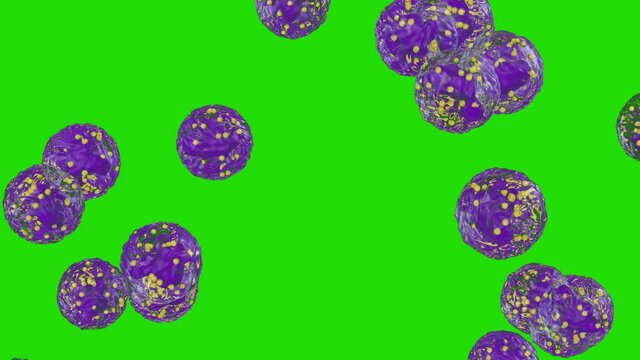 White blood cells flow, Neutrophils, Green Screen Chromakey