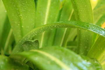 Water droplets on leaves