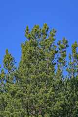 Fototapeta na wymiar Pine branches with cones against the blue sky