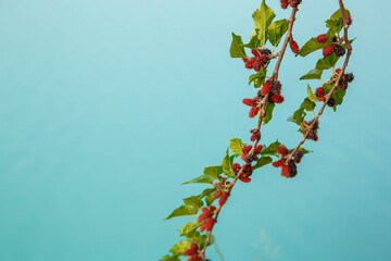 Fresh mulberry from the mulberry tree