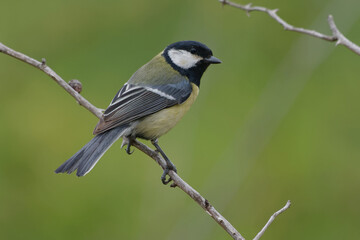 Great Tit (Parus major) perched on a branch