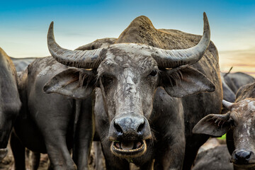 Naklejka premium Many Sea Buffaloes residents of enclosure at Talay Noi is a river basin at the topmost of Songkhla Lake, Phatthalung