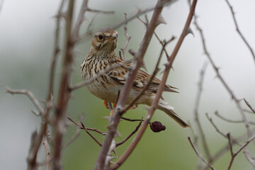Woodlark (Lullula arborea) perched on a branch