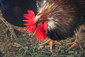 gallo y gallinas