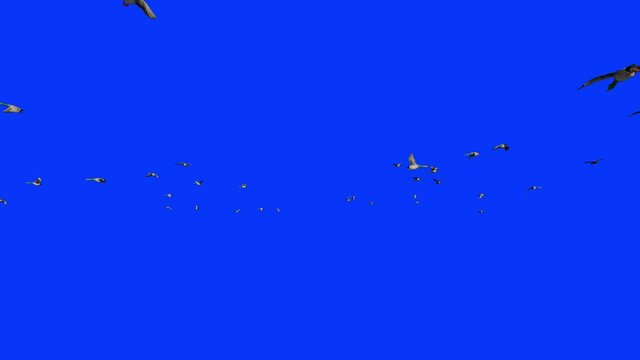 Wild ducks flying in slow motion, Blue Screen Chromakey 