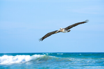Brown Pelican in flight