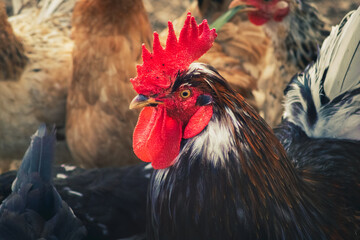 gallo y gallinas
