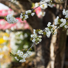 Białe kwiaty czereśni w rozkwicie, wiosną, na gałęzi drzewa - obrazy, fototapety, plakaty