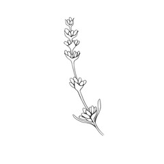 Lavender flower logo branch outline isolated on white background. Hand drawn design elements. Wedding herb for background, frame, texture, wrapper, pattern or border. 