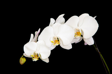 White orchid flower isolated on black background.