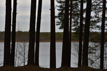 Dark silhouettes of mast pines against the background of a lake with melting gray ice and a green pine forest on the opposite shore under a spring sky with light clouds.