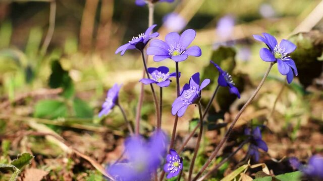 First Spring Flower in the Blurred Forest Background. Common Hepatica or Anemone Hepatica. Blue Blossom Wild Flower. Spring Time. Violet Purple Hepatica Nobilis, Liverleaf, Liverwort in Sunlight