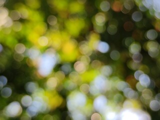 blur abstract background. blur green leaf background. Spring background, green tree leaves on blurred background