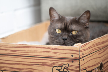 Cute gray tabby cat hides in cardboard box