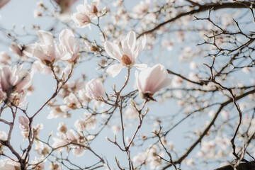 magnolia