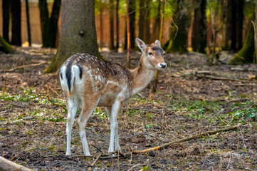 Naklejka na ściany i meble female Fallow deer in the forest