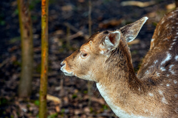 female Fallow deer in the forest