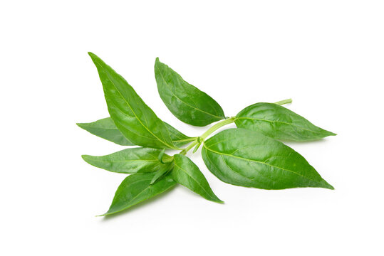  Fresh Andrographis paniculata leaf isolated on white background.
