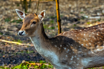female Fallow deer in the forest