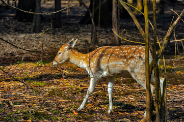 female Fallow deer in the forest