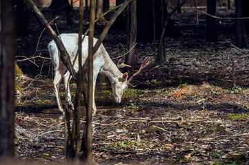 Handsome male fallow deer with big horns in the forest