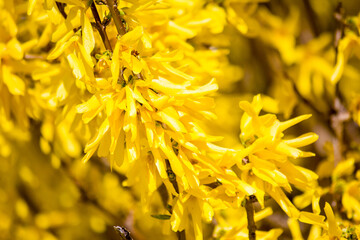 A lot of yellow on the Forsythia bush.