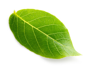 Fototapeta na wymiar Walnut leaf top view isolated. Green walnut leaf on white background. Flat lay. Full depth of field.