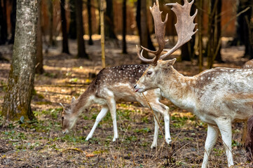 male and female doe with walking in the forest