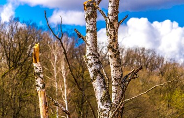 Birch