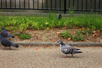 Obraz premium 大阪城公園 大阪 日本
