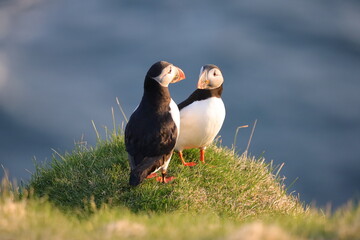 Puffin, Papageitaucher