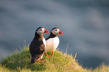 Puffin, Papageitaucher