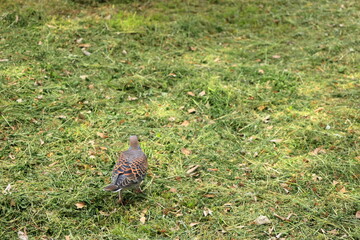 大阪城公園　大阪　日本
