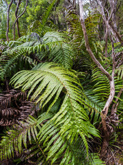 Kiokio palm leaf fern in Waitakere Ranges regional park, Auckland, New Zealand
