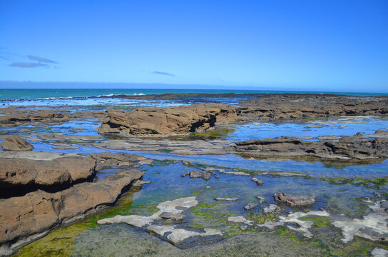 Curio Bay Is A Coastal Embayment In The Southland District Of New Zealand, Best Known As The Site Of A Petrified Forest Some 180 Million Years Old.