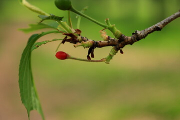 大阪城公園　大阪　日本