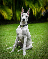 Great Dane puppy with large ears outdoors backyard greenery 