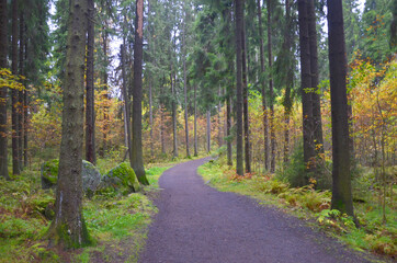  The path with autumn leaves at Tampere, Finland. 