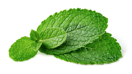 Mint leaves. Fresh mint on white background. Mint branch with leaf side view isolated. Full depth of field. © Tim UR
