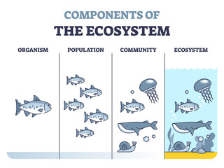 Components of environmental ecosystem with organism, population or community outline diagram. Educational labeled biology classification levels as living organisms division system vector illustration.