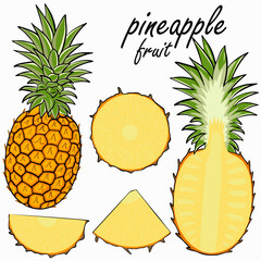 Pineapple fruit set. Vector collection of exotic fruits. Whole, half and pineapple wedges. Hand-drawn color illustration.