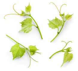 Grape leaves isolate. Young grape leaves with vine tendrils on white background. Grapes branch with...