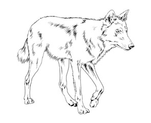 a large snarling wolf werewolf drawn in ink by hand